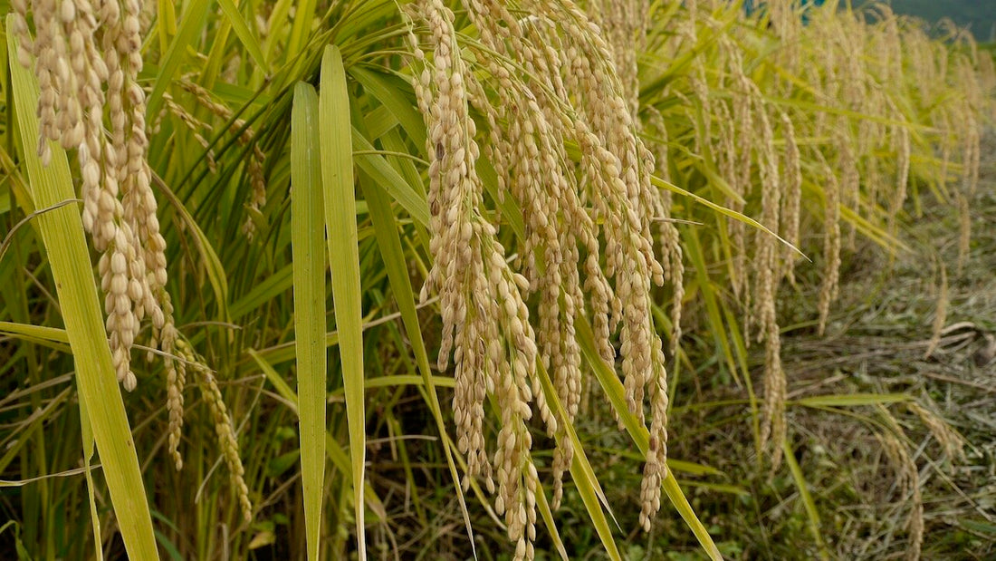 Rice